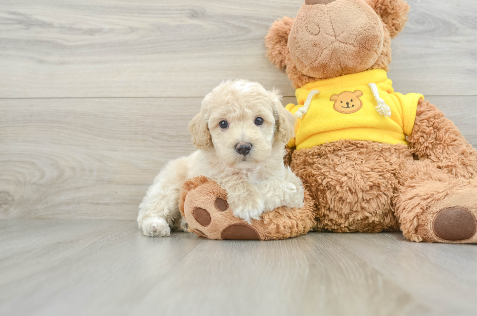 6 week old Mini Aussiedoodle Puppy For Sale - Simply Southern Pups