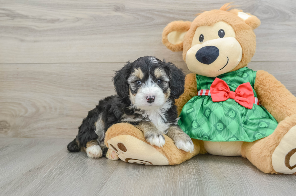 5 week old Mini Aussiedoodle Puppy For Sale - Simply Southern Pups