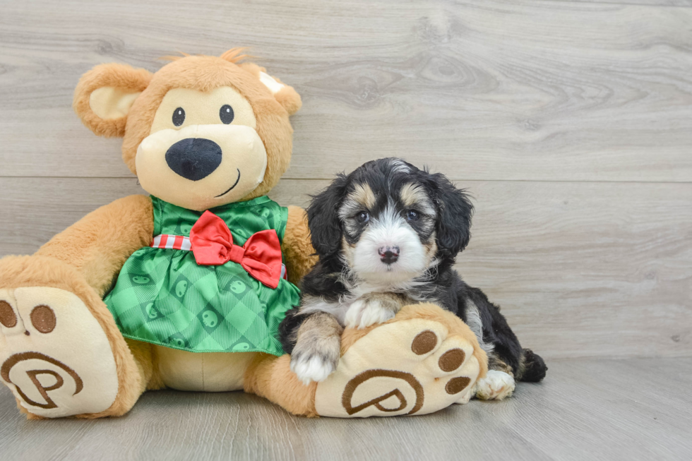 Energetic Aussie Poo Poodle Mix Puppy