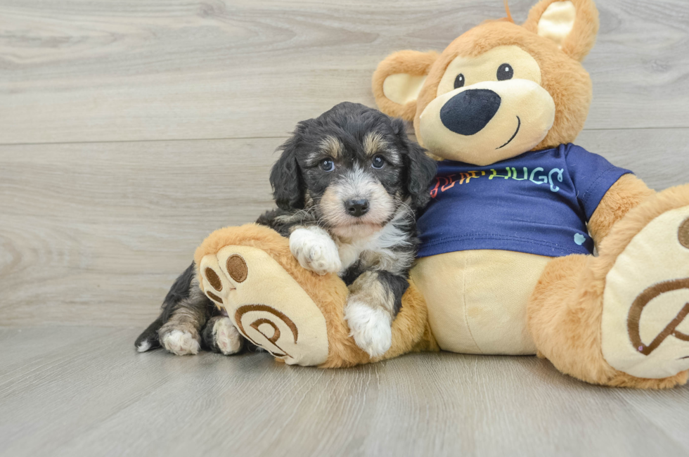 6 week old Mini Aussiedoodle Puppy For Sale - Simply Southern Pups