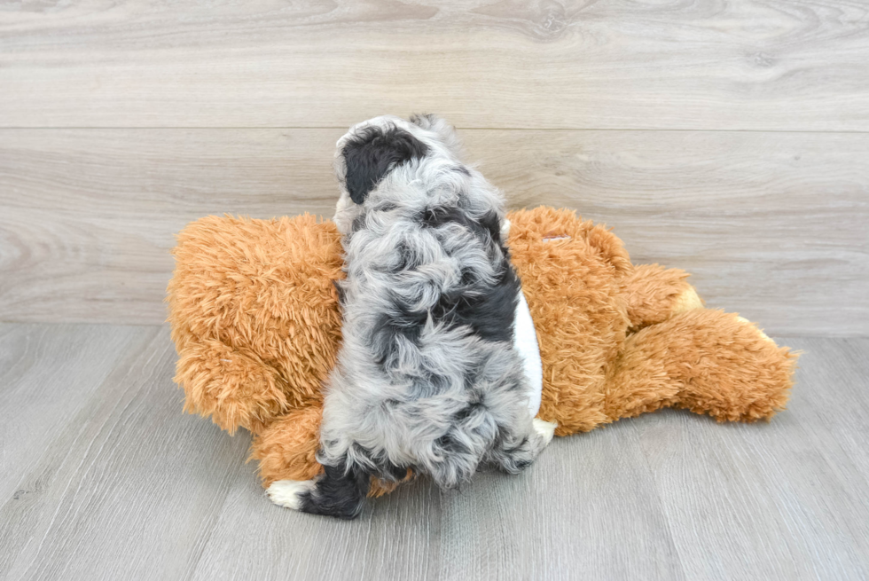 Little Aussiepoo Poodle Mix Puppy