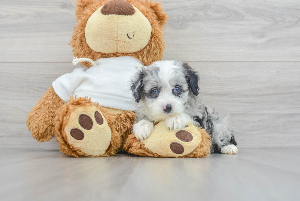 Best Mini Aussiedoodle Baby