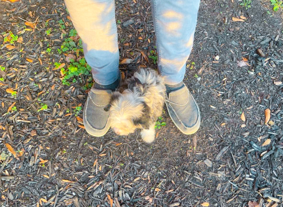 Cute Mini Aussiedoodle Baby