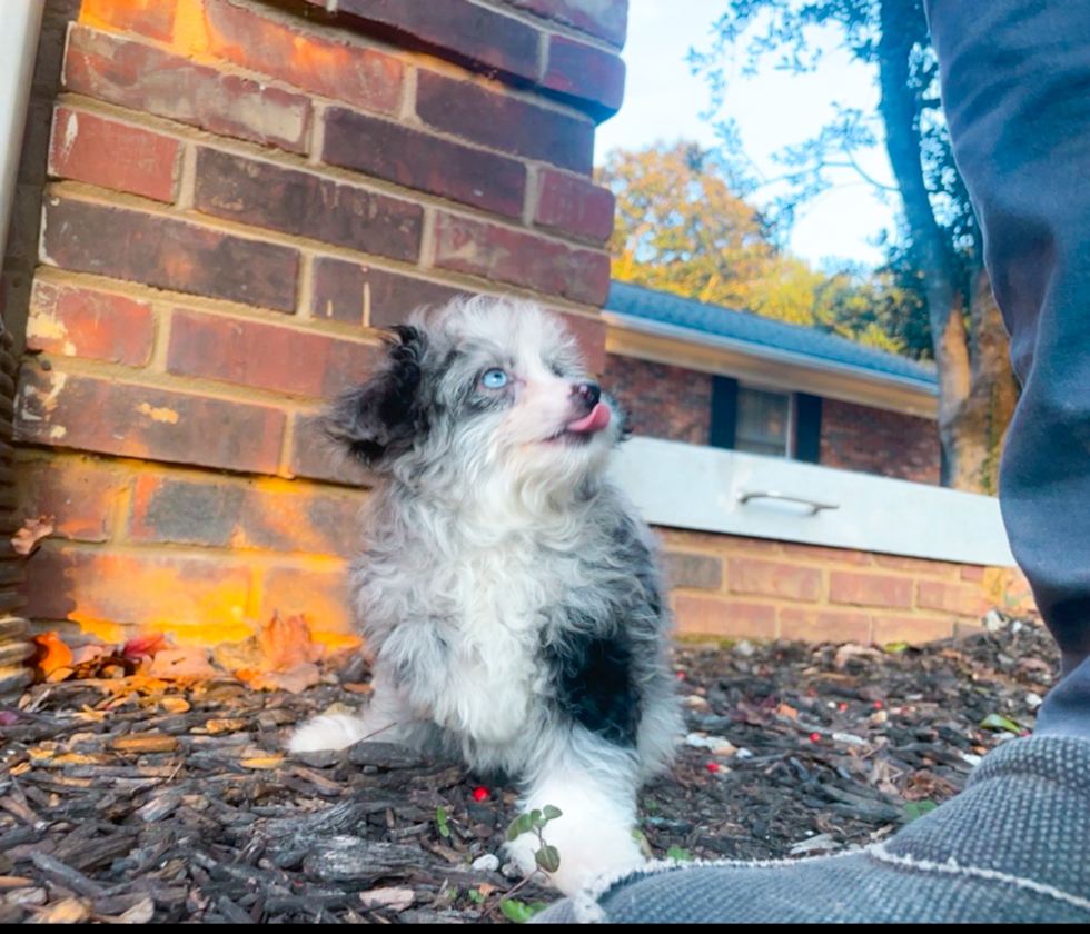 Cute Mini Aussiedoodle Baby