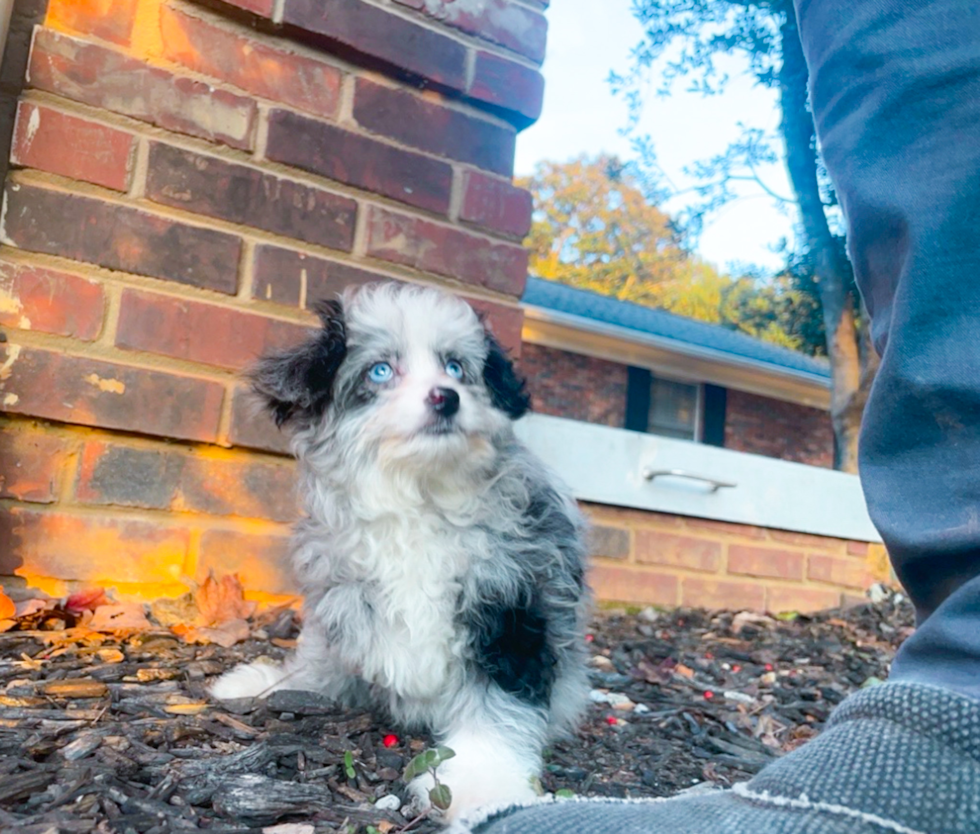 Mini Aussiedoodle Puppy for Adoption