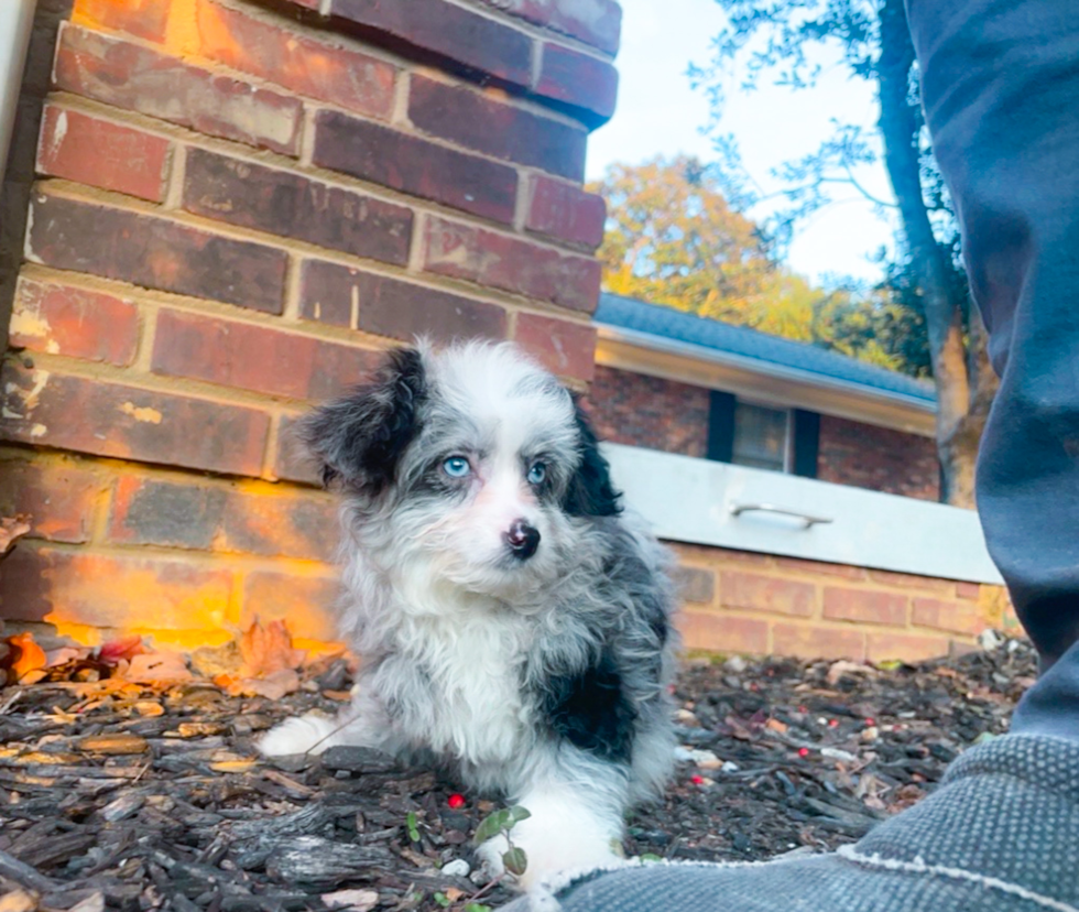 Mini Aussiedoodle Pup Being Cute
