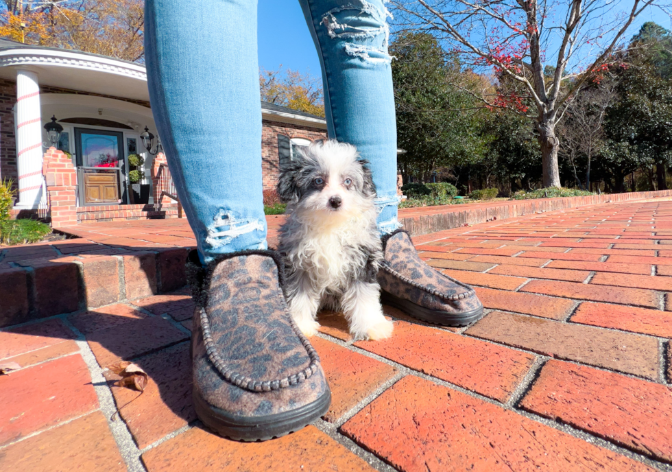 Cute Mini Aussiedoodle Poodle Mix Pup