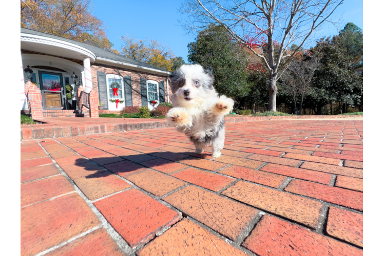 Cute Aussiepoo Poodle Mix Puppy