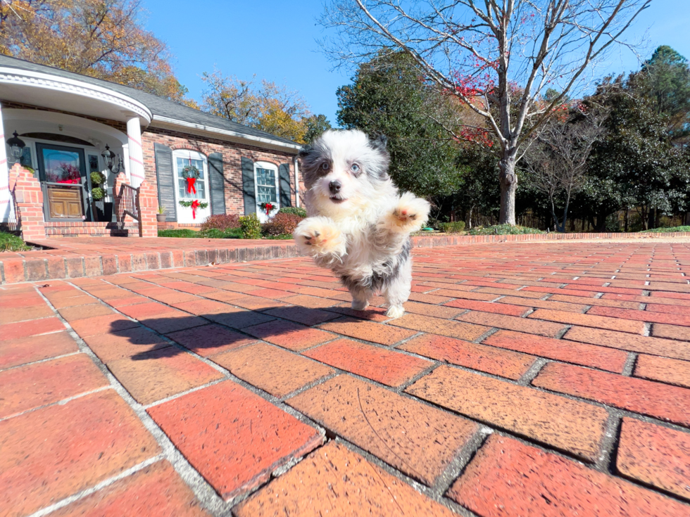 Cute Aussiepoo Poodle Mix Puppy