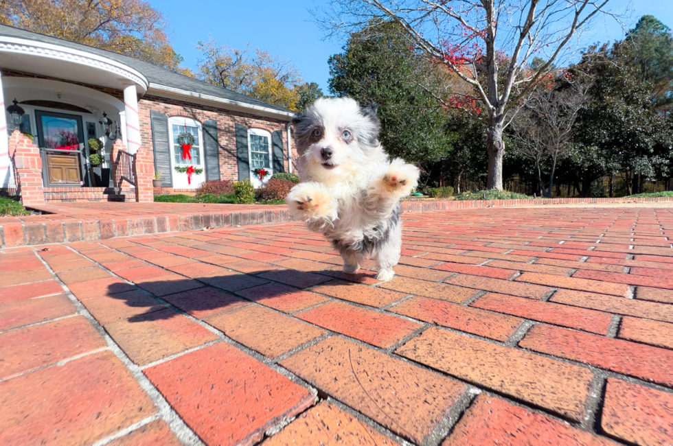 12 week old Mini Aussiedoodle Puppy For Sale - Simply Southern Pups