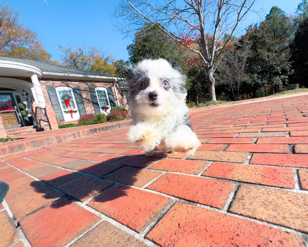 Cute Aussiepoo Poodle Mix Puppy