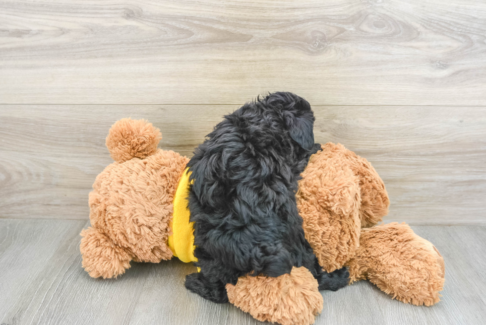 Happy Mini Aussiedoodle Baby