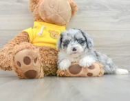 6 week old Mini Aussiedoodle Puppy For Sale - Simply Southern Pups