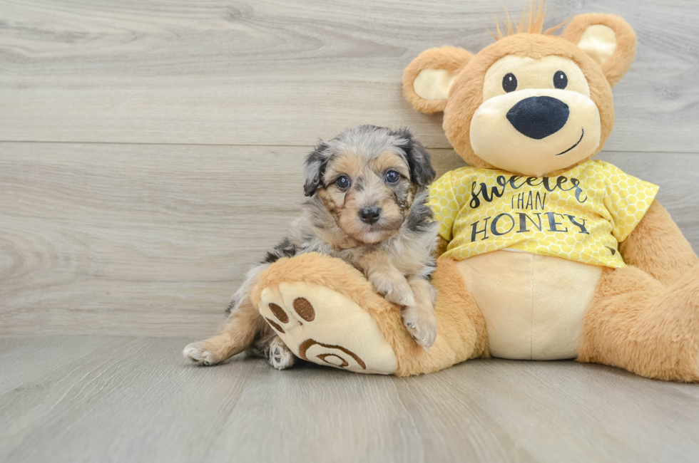 6 week old Mini Aussiedoodle Puppy For Sale - Simply Southern Pups