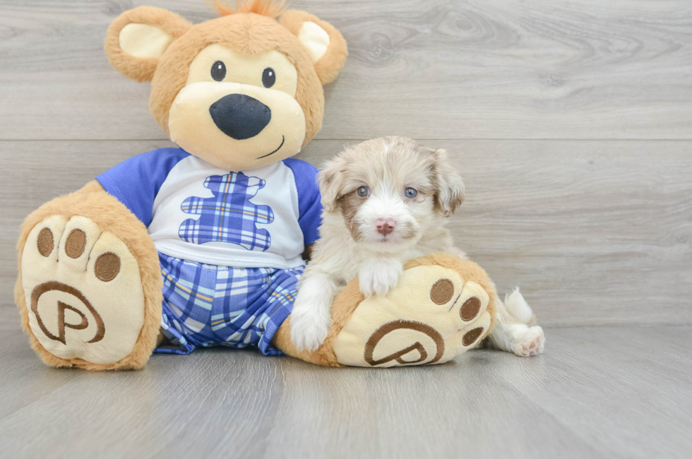 6 week old Mini Aussiedoodle Puppy For Sale - Simply Southern Pups