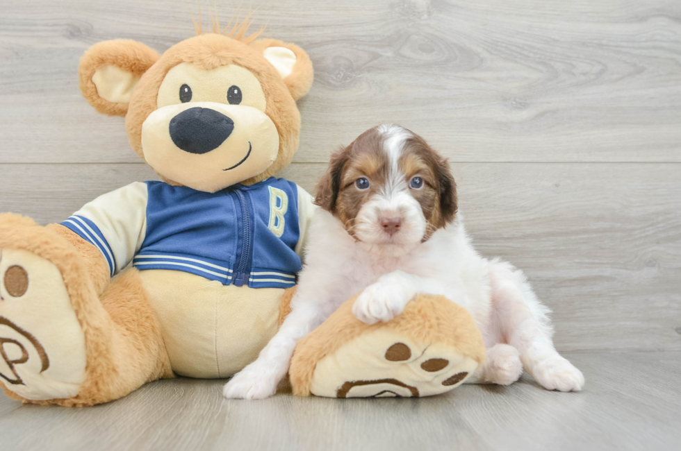 7 week old Mini Aussiedoodle Puppy For Sale - Simply Southern Pups