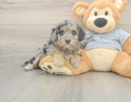 7 week old Mini Aussiedoodle Puppy For Sale - Simply Southern Pups