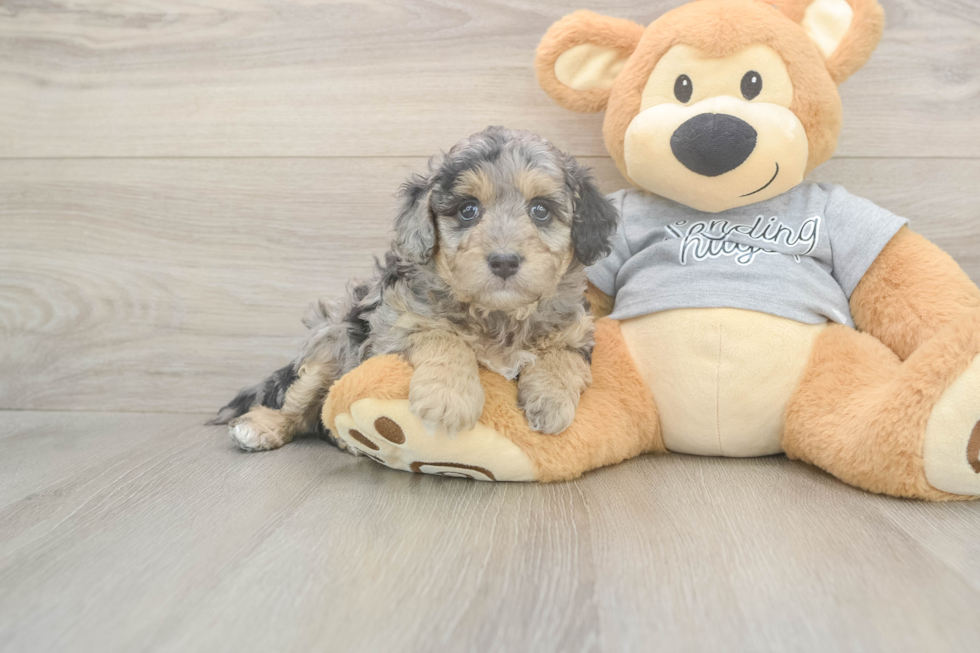 Meet Lauderdale - our Mini Aussiedoodle Puppy Photo  1/3 - Simply Southern Pups Petite Mini Aussiedoodle Poodle Mix Pup