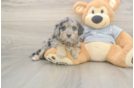 Meet Lauderdale - our Mini Aussiedoodle Puppy Photo  1/3 - Simply Southern Pups Petite Mini Aussiedoodle Poodle Mix Pup