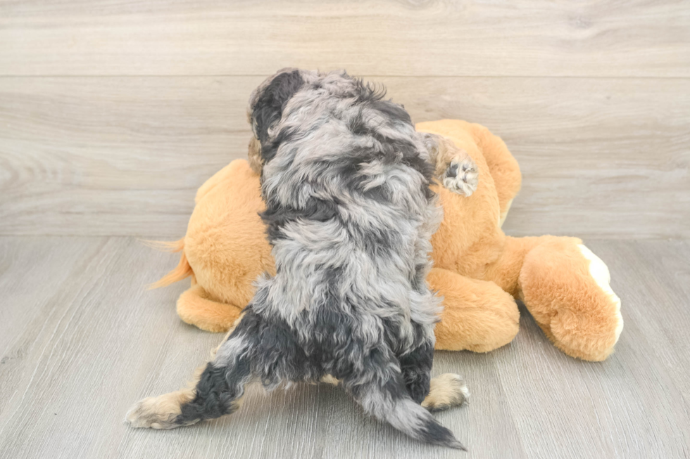 Meet Lauderdale - our Mini Aussiedoodle Puppy Photo  3/3 - Simply Southern Pups Sweet Mini Aussiedoodle Baby