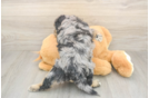 Meet Lauderdale - our Mini Aussiedoodle Puppy Photo  3/3 - Simply Southern Pups Sweet Mini Aussiedoodle Baby