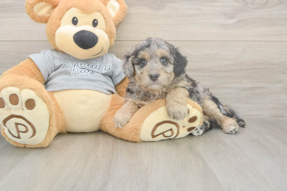 Meet Lauderdale - our Mini Aussiedoodle Puppy Photo  2/3 - Simply Southern Pups Best Mini Aussiedoodle Baby