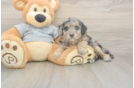 Meet Lauderdale - our Mini Aussiedoodle Puppy Photo  2/3 - Simply Southern Pups Best Mini Aussiedoodle Baby