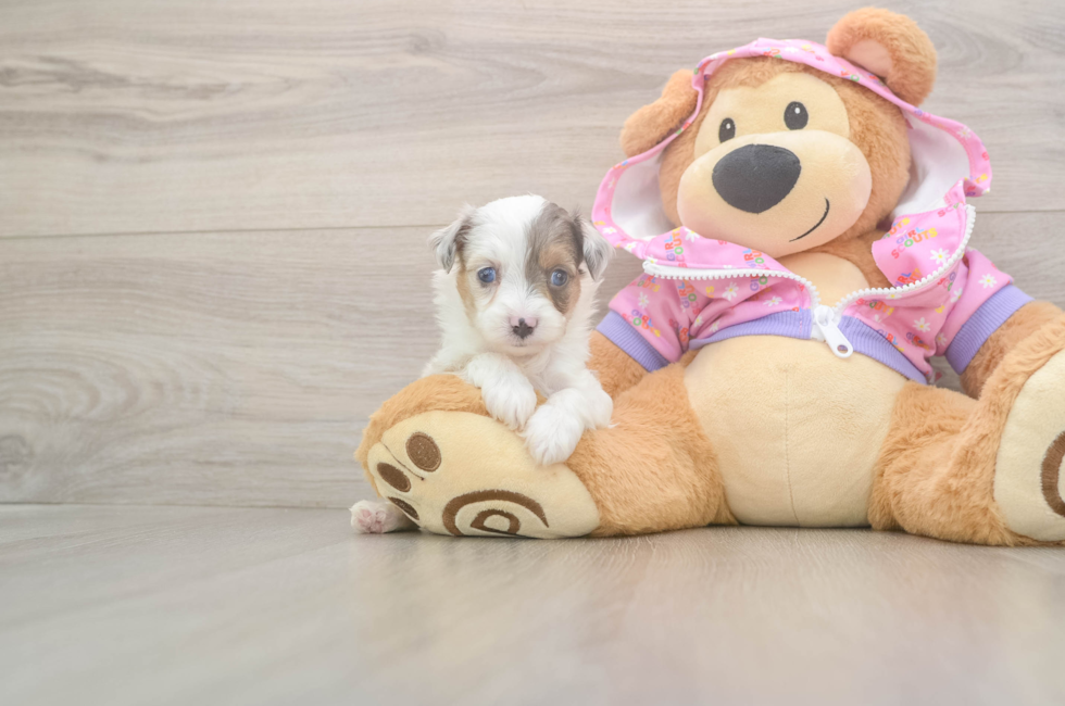 8 week old Mini Aussiedoodle Puppy For Sale - Simply Southern Pups