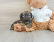 7 week old Mini Aussiedoodle Puppy For Sale - Simply Southern Pups