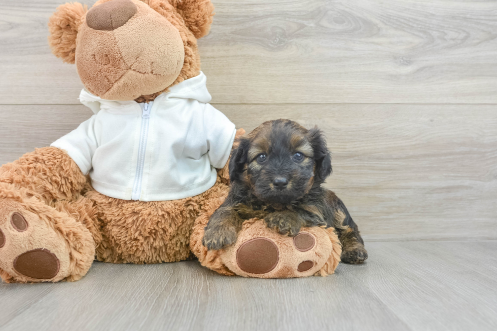 Little Mini Aussiepoo Poodle Mix Puppy