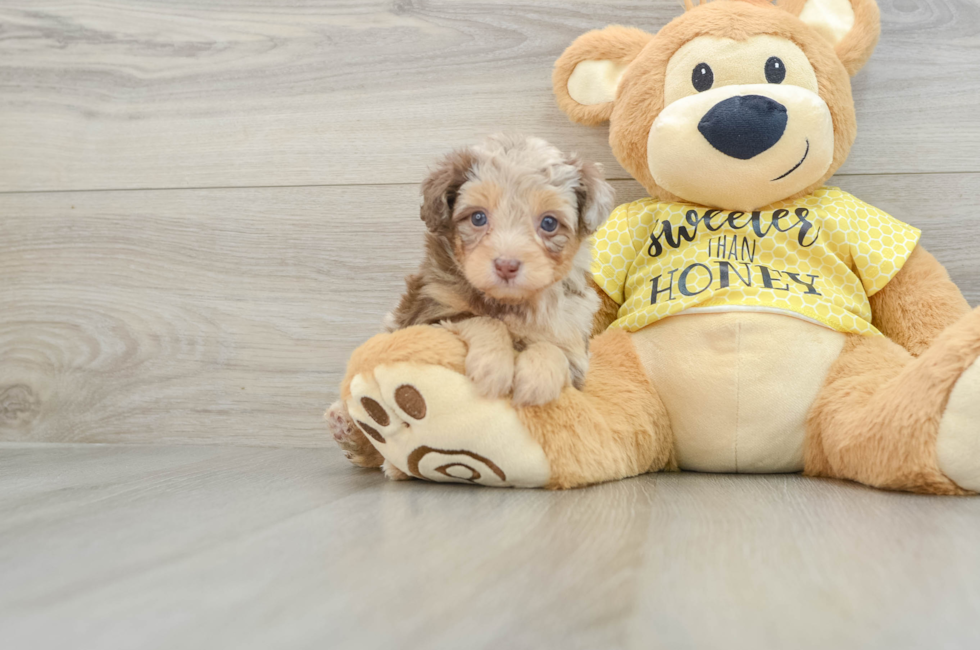 6 week old Mini Aussiedoodle Puppy For Sale - Simply Southern Pups