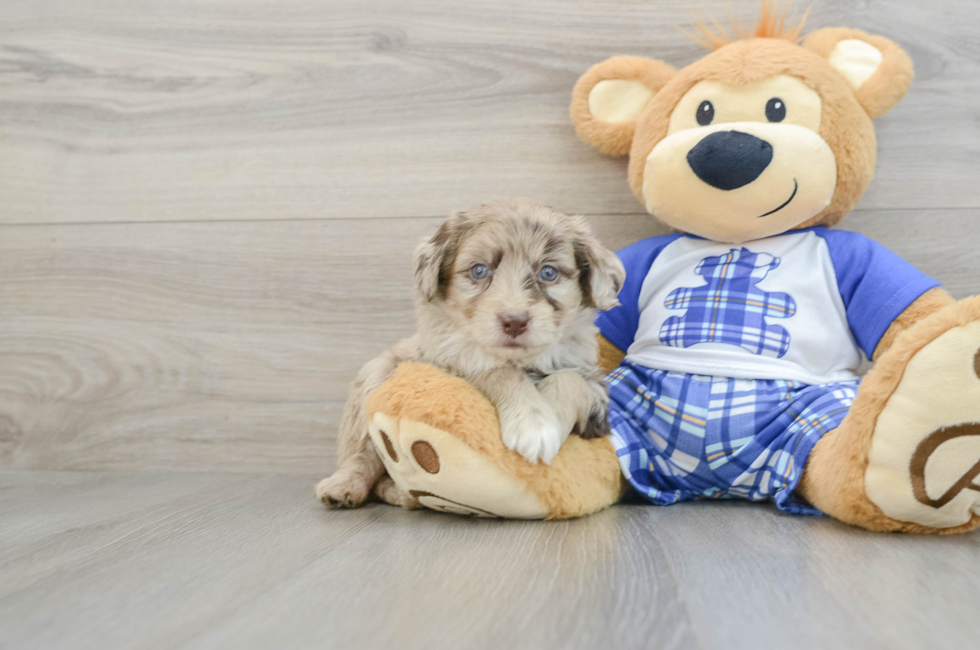 6 week old Mini Aussiedoodle Puppy For Sale - Simply Southern Pups