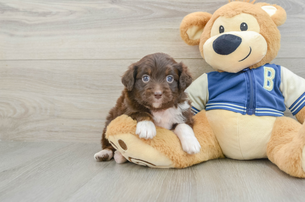 7 week old Mini Aussiedoodle Puppy For Sale - Simply Southern Pups