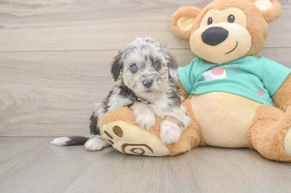 5 week old Mini Aussiedoodle Puppy For Sale - Simply Southern Pups