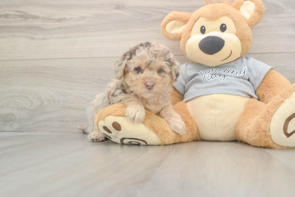 Meet Leia - our Mini Aussiedoodle Puppy Photo  2/3 - Simply Southern Pups Adorable Mini Australian Shepherd X Poodle Mix Poodle Mix Puppy