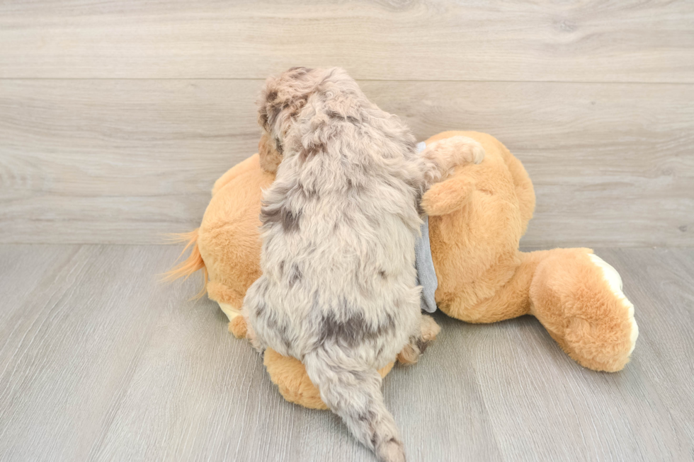 Meet Leia - our Mini Aussiedoodle Puppy Photo  3/3 - Simply Southern Pups Fluffy Mini Aussiedoodle Poodle Mix Pup