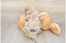 Meet Leia - our Mini Aussiedoodle Puppy Photo  3/3 - Simply Southern Pups Fluffy Mini Aussiedoodle Poodle Mix Pup