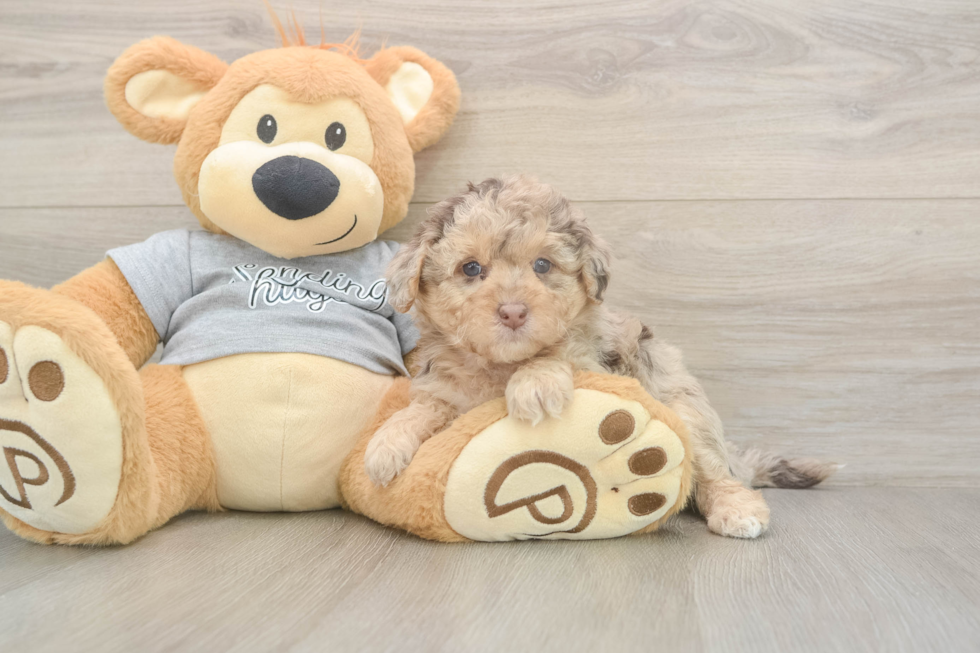 Meet Leia - our Mini Aussiedoodle Puppy Photo  1/3 - Simply Southern Pups Fluffy Mini Aussiedoodle Poodle Mix Pup