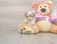 8 week old Mini Aussiedoodle Puppy For Sale - Simply Southern Pups