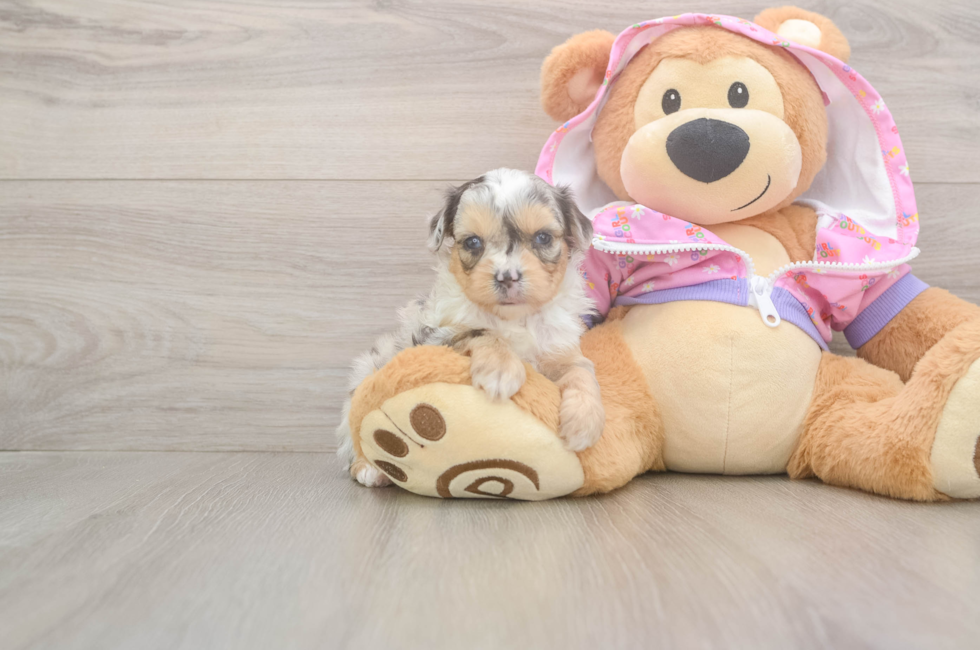 8 week old Mini Aussiedoodle Puppy For Sale - Simply Southern Pups