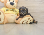 8 week old Mini Aussiedoodle Puppy For Sale - Simply Southern Pups