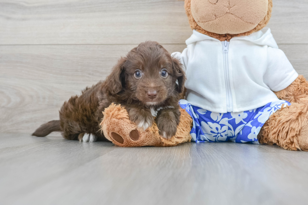 Mini Aussiedoodle Puppy for Adoption