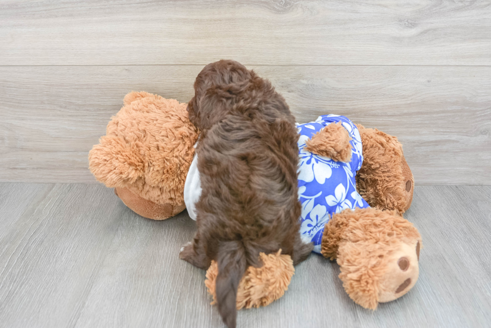 Playful Aussiepoo Poodle Mix Puppy