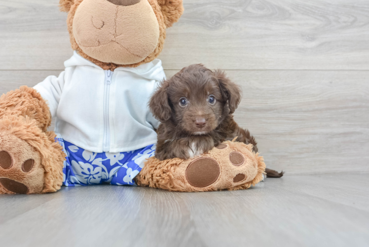 Energetic Aussiepoo Poodle Mix Puppy