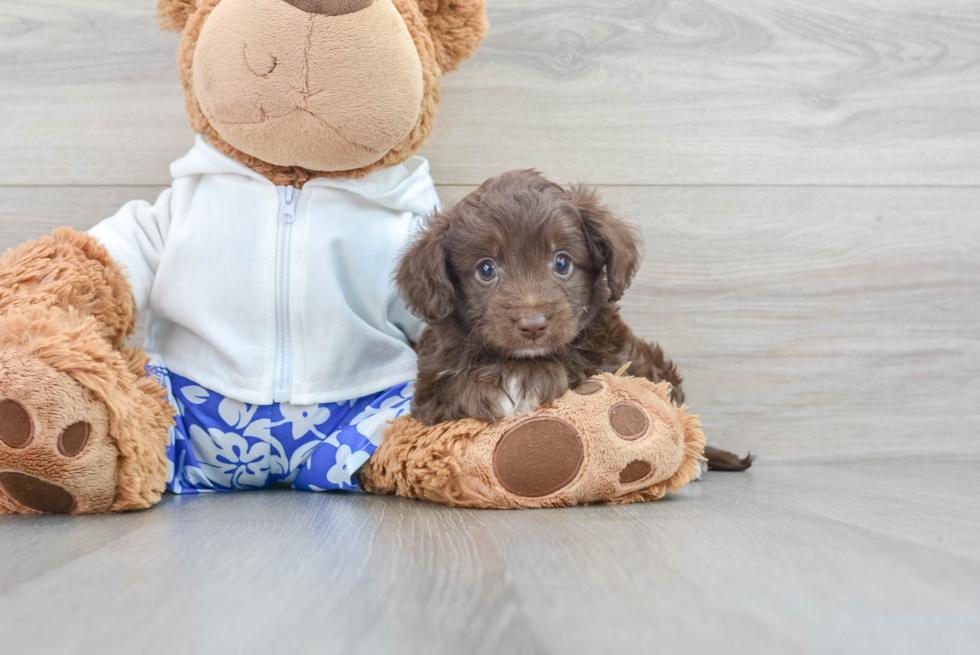 Energetic Aussiepoo Poodle Mix Puppy