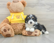 6 week old Mini Aussiedoodle Puppy For Sale - Simply Southern Pups