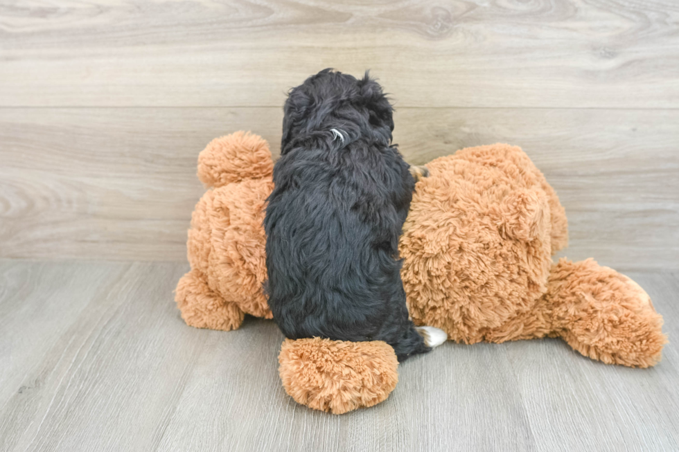 Best Mini Aussiedoodle Baby