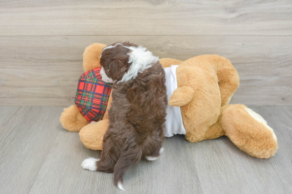 Mini Aussiedoodle Puppy for Adoption