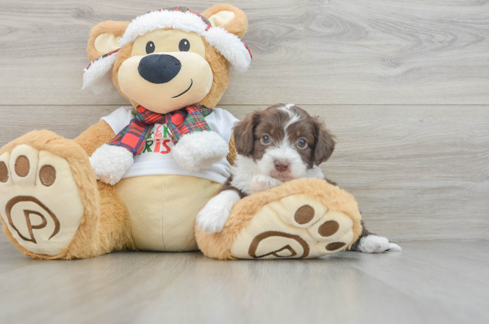 8 week old Mini Aussiedoodle Puppy For Sale - Simply Southern Pups