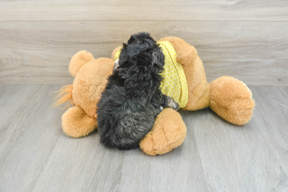 Best Mini Aussiedoodle Baby